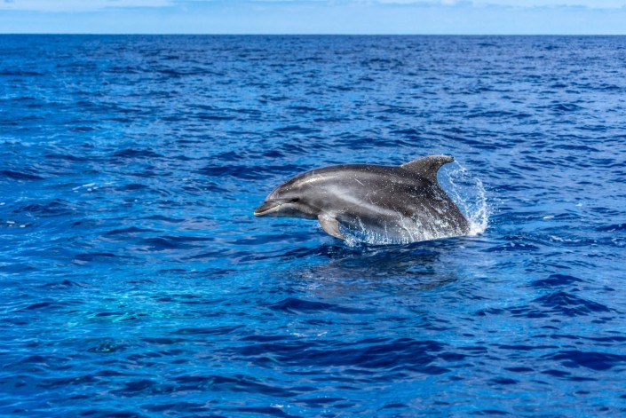 Azores Sao Miguel Ponta Dalgada Whale Watching Futurismo Dolphin Watching 2