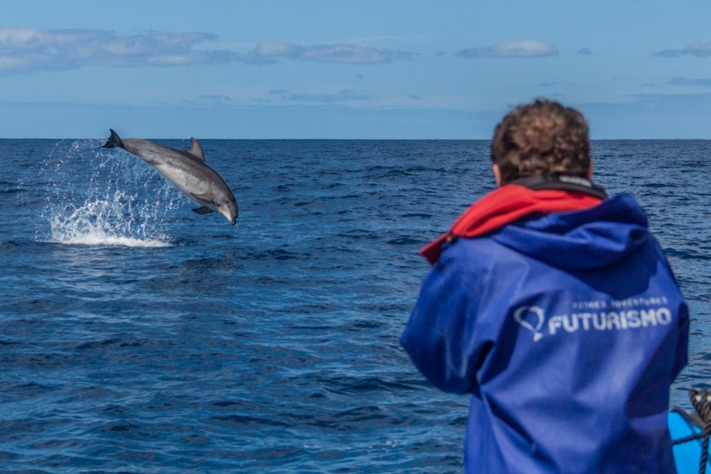 Azores Sao Miguel Ponta Dalgada Whale Watching Futurismo Dolphin Watching