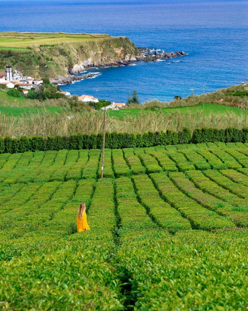 Azores Sao Miguel Tea Plantation Porto Formoso 2
