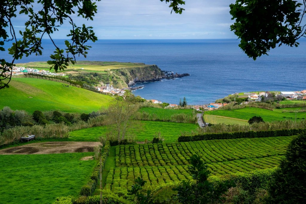 Azores Sao Miguel Tea Plantation Porto Formoso 3