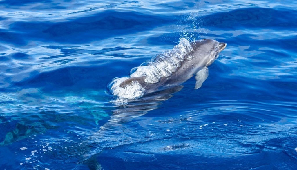 Azores Sao Miguel Ponta Dalgada Whale Watching Futurismo Dolphin Watching 6
