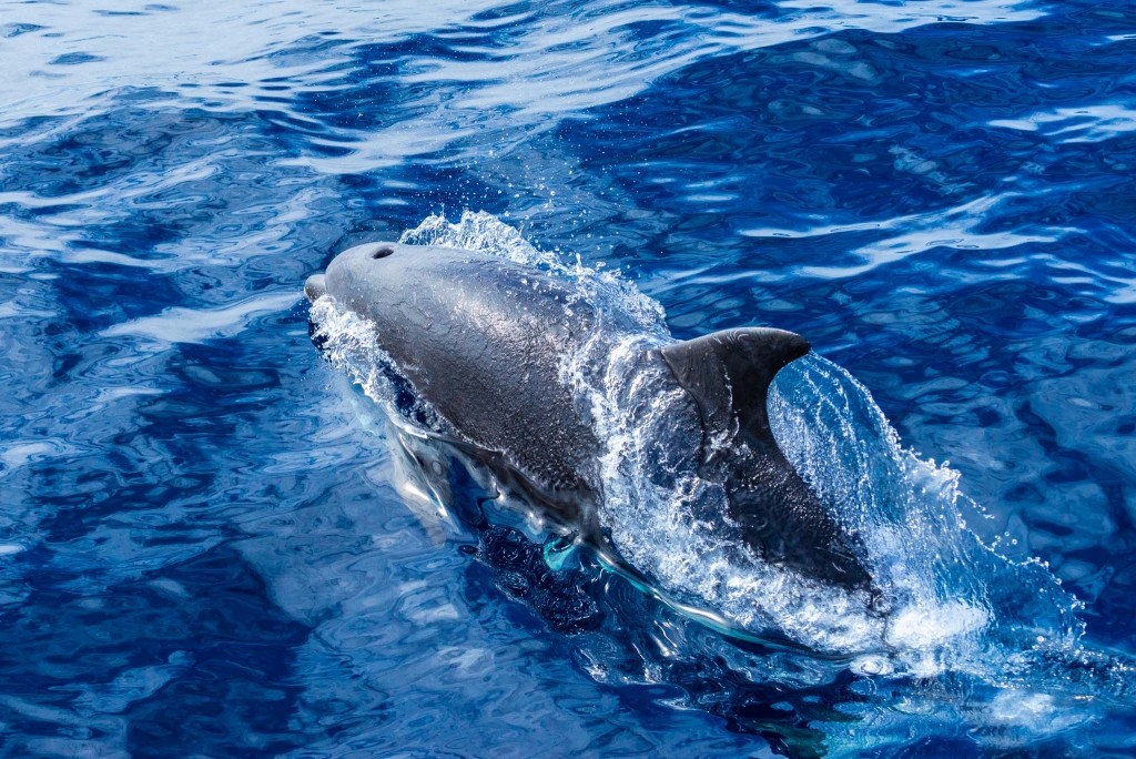 Azores Sao Miguel Ponta Dalgada Whale Watching Futurismo Dolphin Watching 5