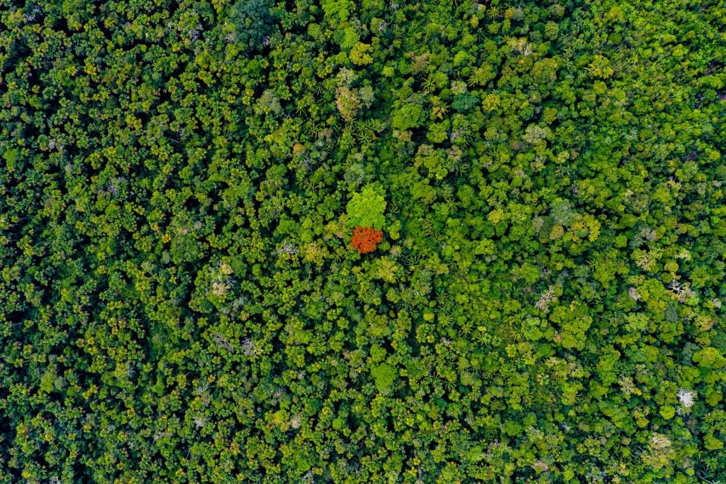 amazon forest iquitos peru drone aerial view