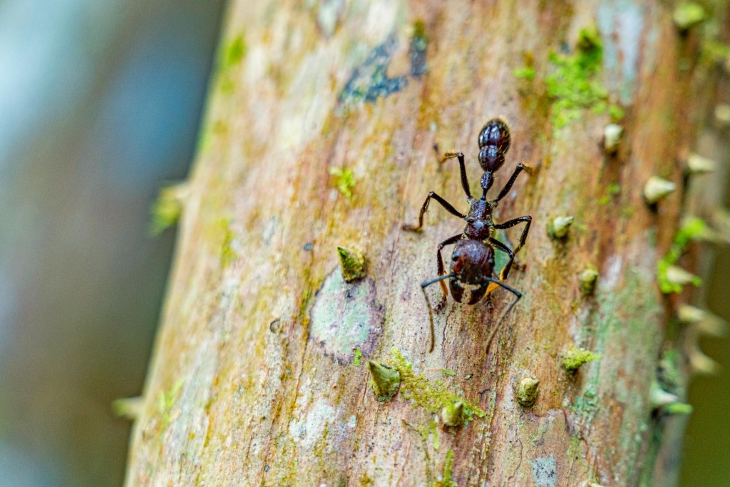 amazon forest iquitos peru bullet ant
