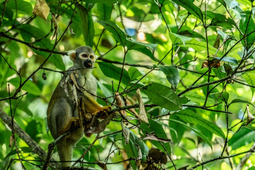 amazon forest iquitos peru squirrel monkey