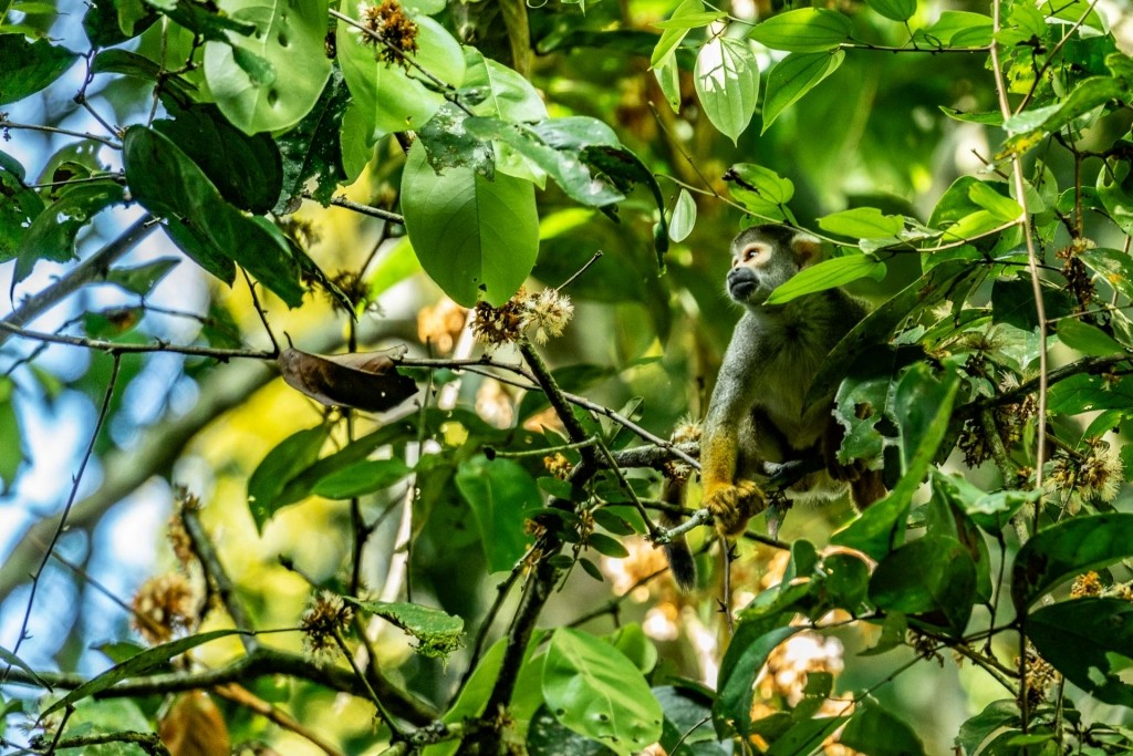 amazon forest iquitos peru squirrel monkey