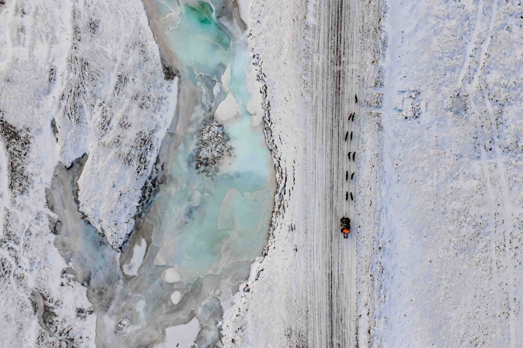 svalbard longyearbyen husky travellers dog sledding