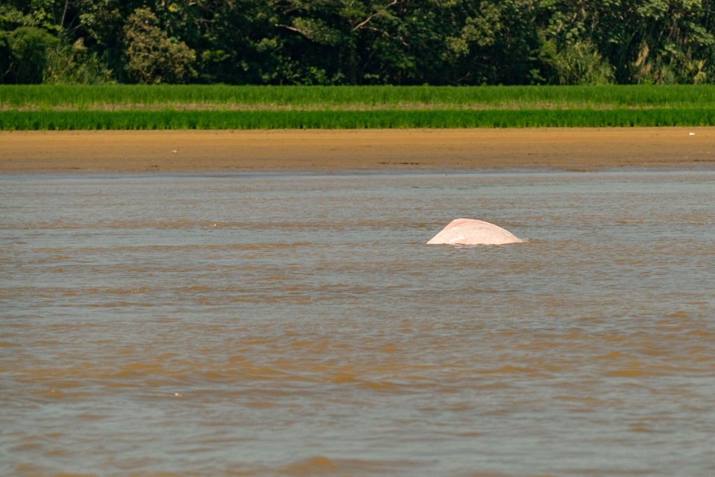 amazon forest river iquitos pink dolphin