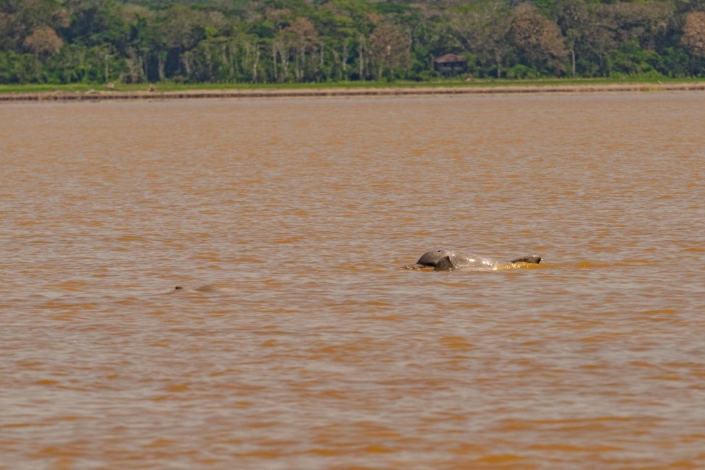 amazon forest river iquitos dolphin