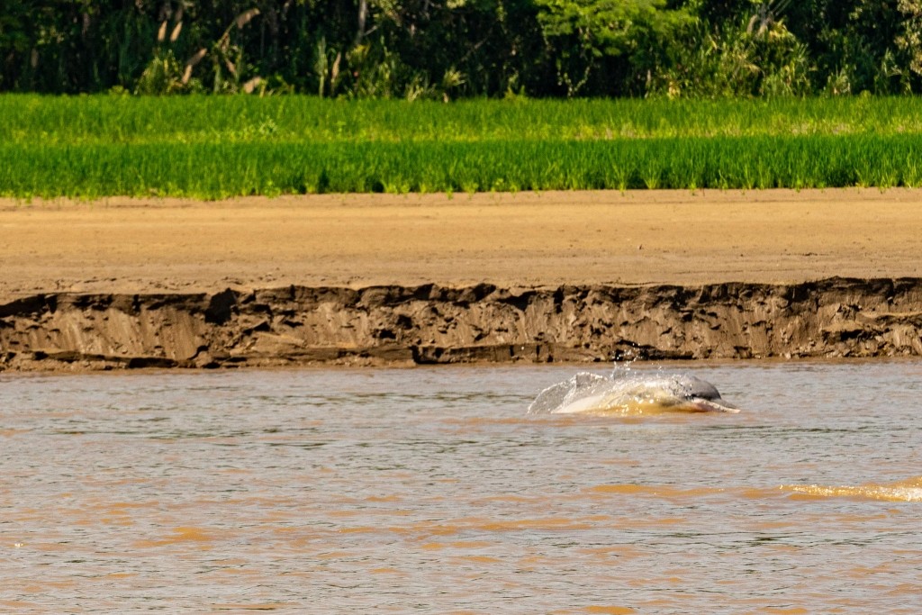 amazon forest river iquitos dolphin