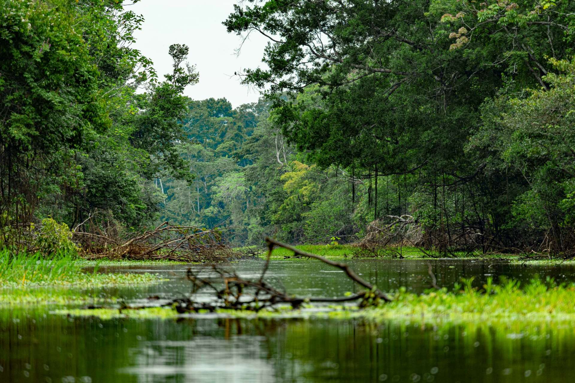 amazon forest river canal