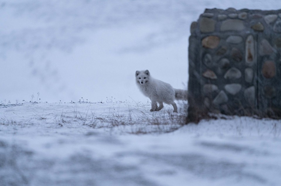 visit svalbard october arctic fox