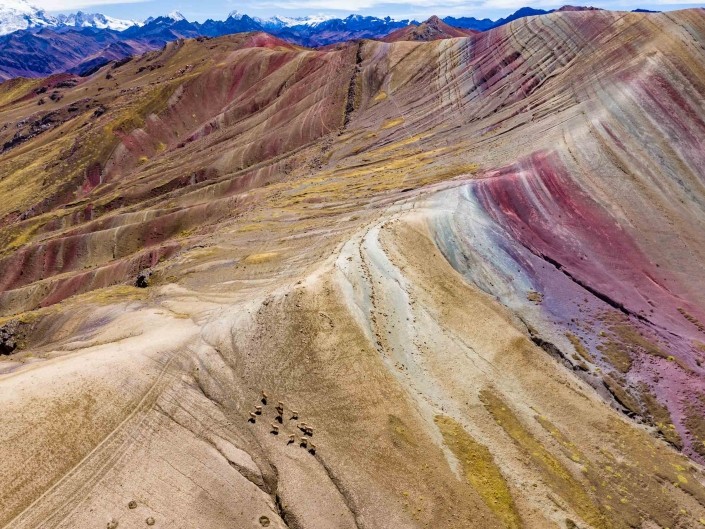 Rainbow Alpaca - Palcoyo Rainbow Mountain Cusco Peru Aerial Drone