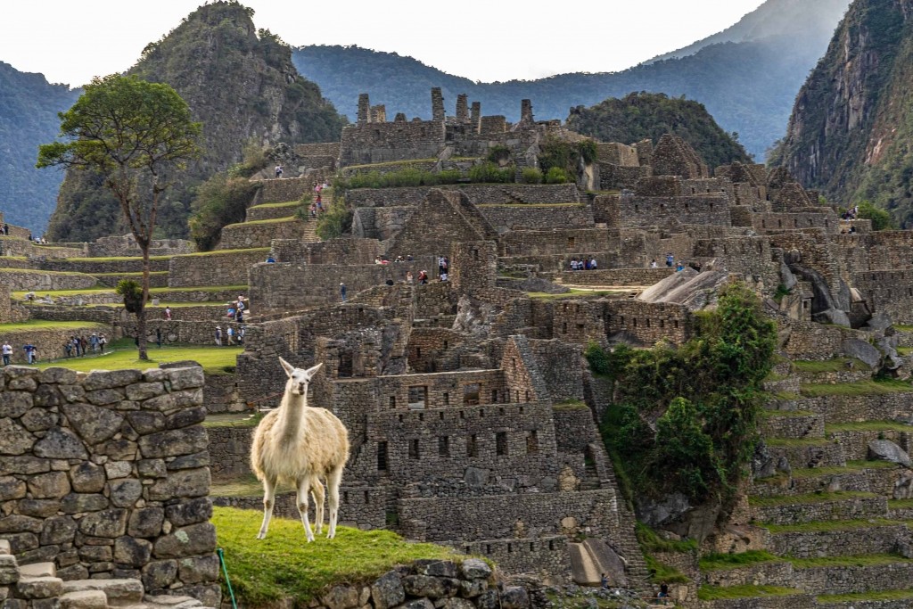 Machu Picchu Lama