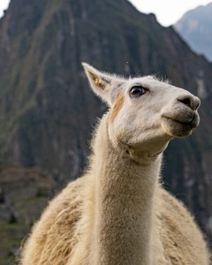 Machu Picchu Lama close up