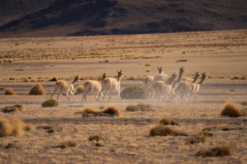 siloli desert vicuña bolivia