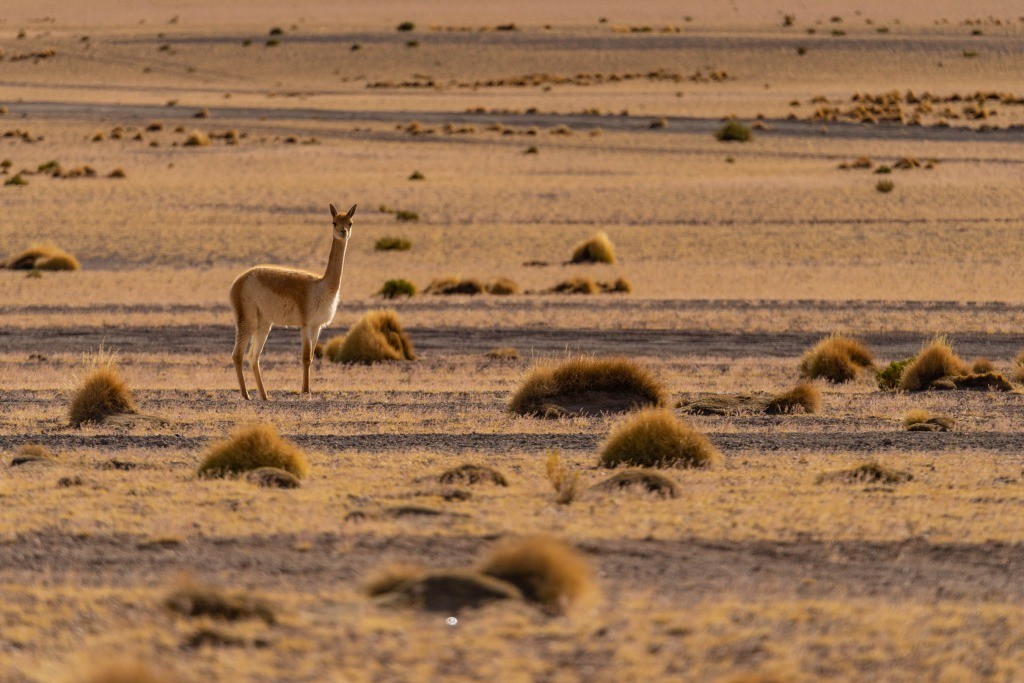 siloli desert vicuña male bolivia