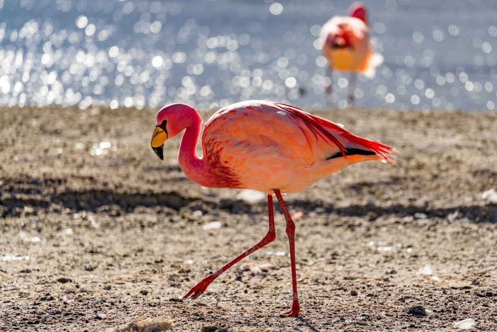 Laguna Colorada bolivia flamingo