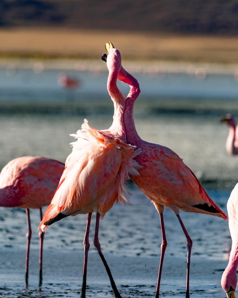 Laguna Colorada bolivia flamingo
