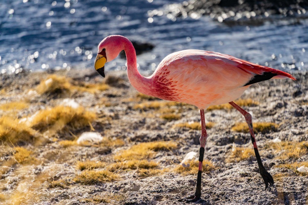 Laguna Colorada bolivia flamingo