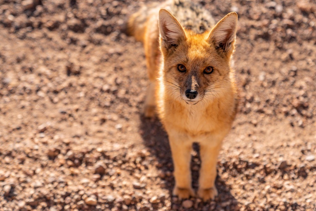 siloli desert fox