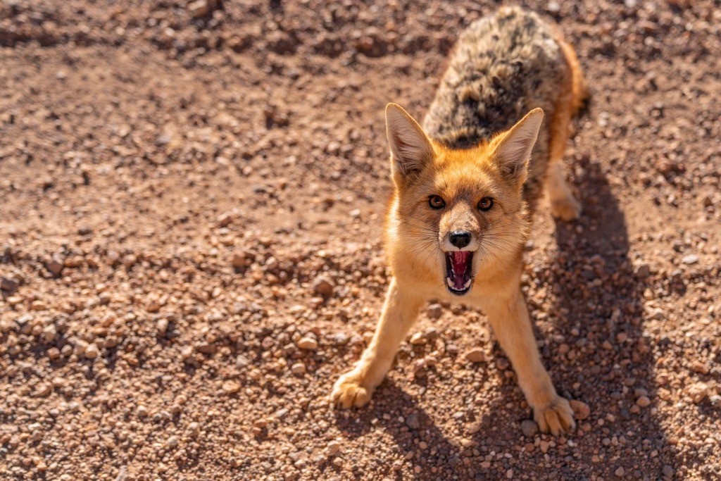 siloli desert fox 2