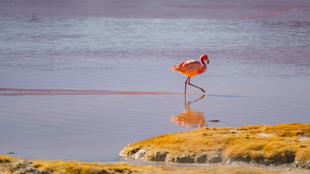 Laguna Colorada bolivia flamingo