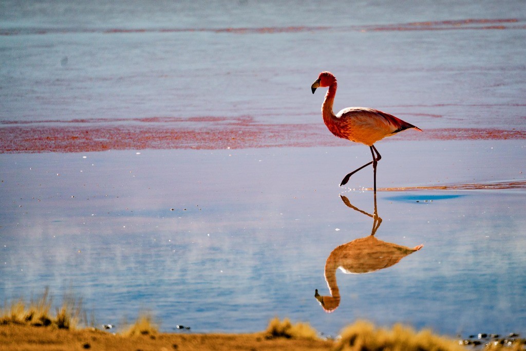 Laguna Colorada bolivia flamingo