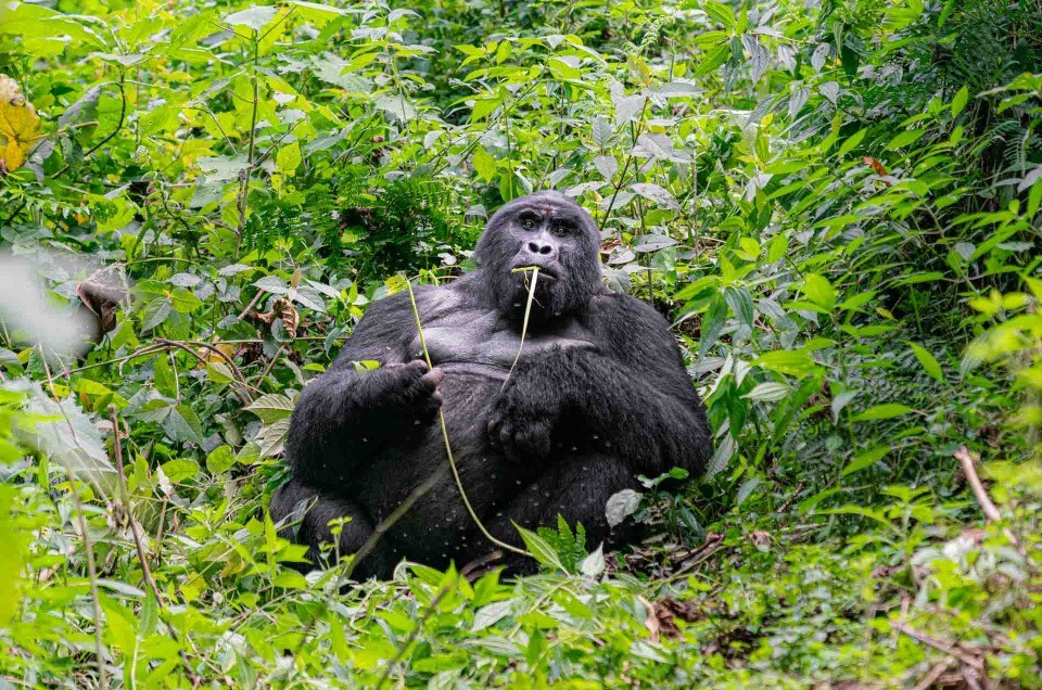 Gorilla Tracking Bwindi Impenetrable Forest Uganda
