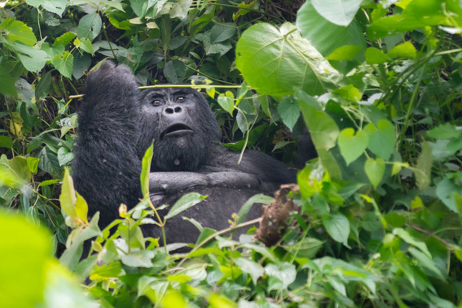 Gorilla Tracking Bwindi Impenetrable Forest Uganda - Enrico Pescantini ...