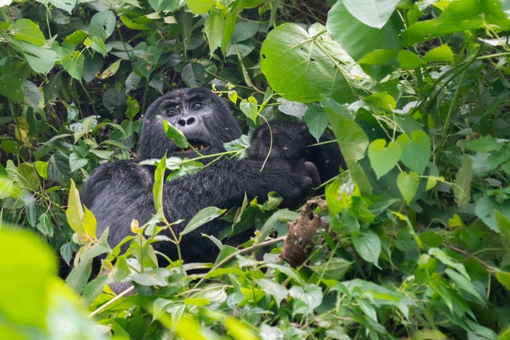 Gorilla Tracking Bwindi Impenetrable Forest Uganda
