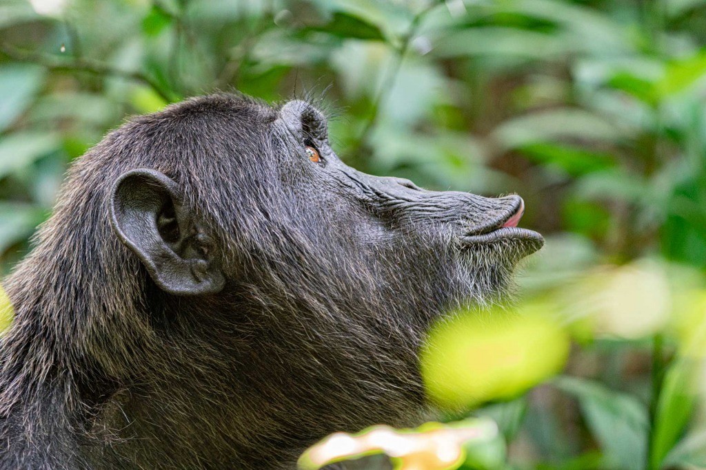 Uganda Kibale Forest Chimpanzee