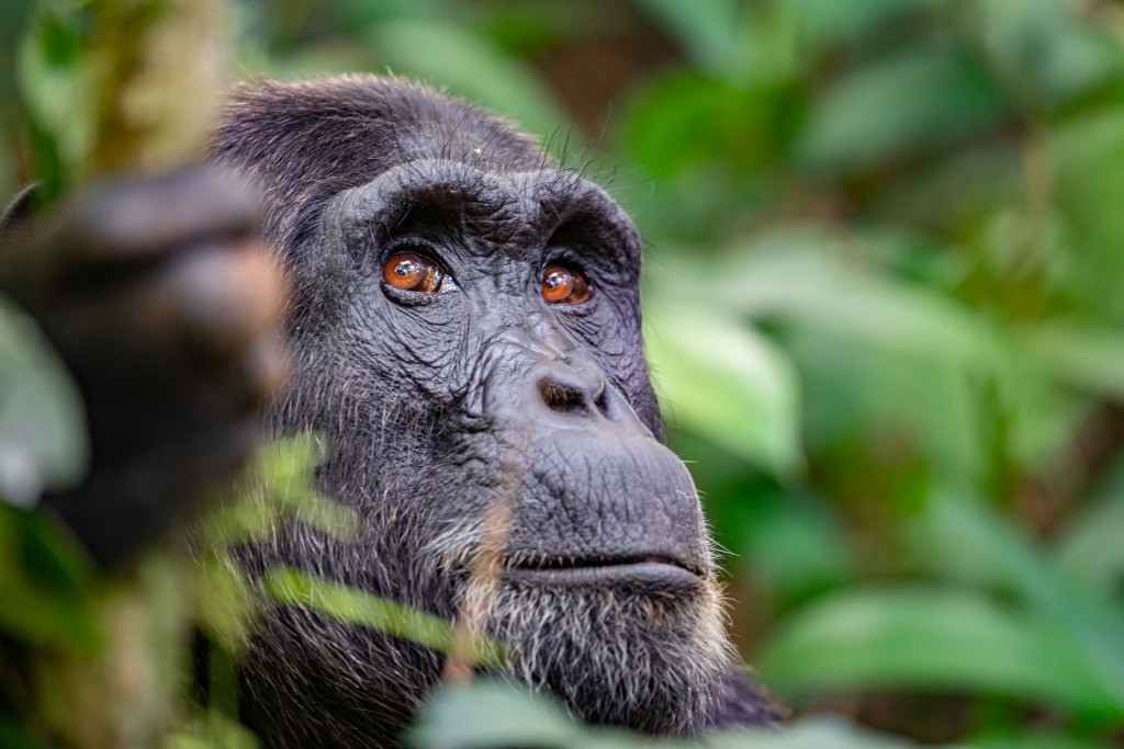 Uganda Kibale Forest Chimpanzee