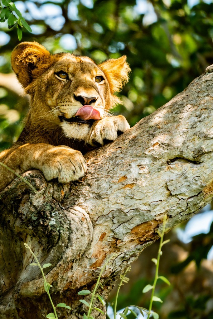 Uganda Queen Elizabeth Park Ishasha Tree Climbing Lion