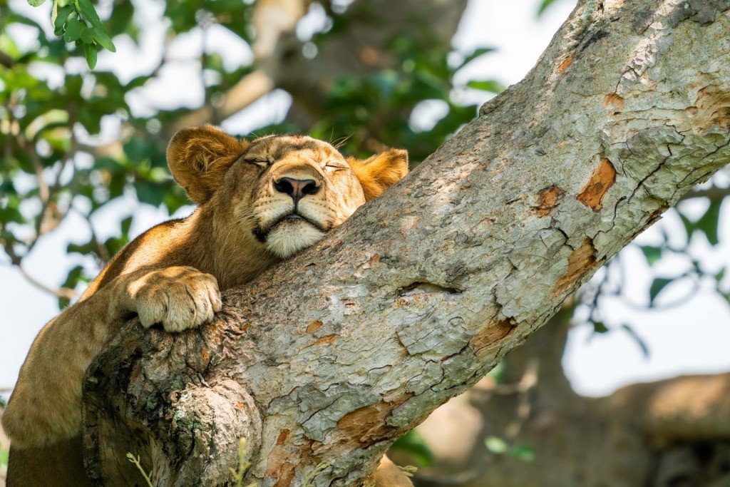 Uganda Queen Elizabeth Park Ishasha Tree Climbing Lion
