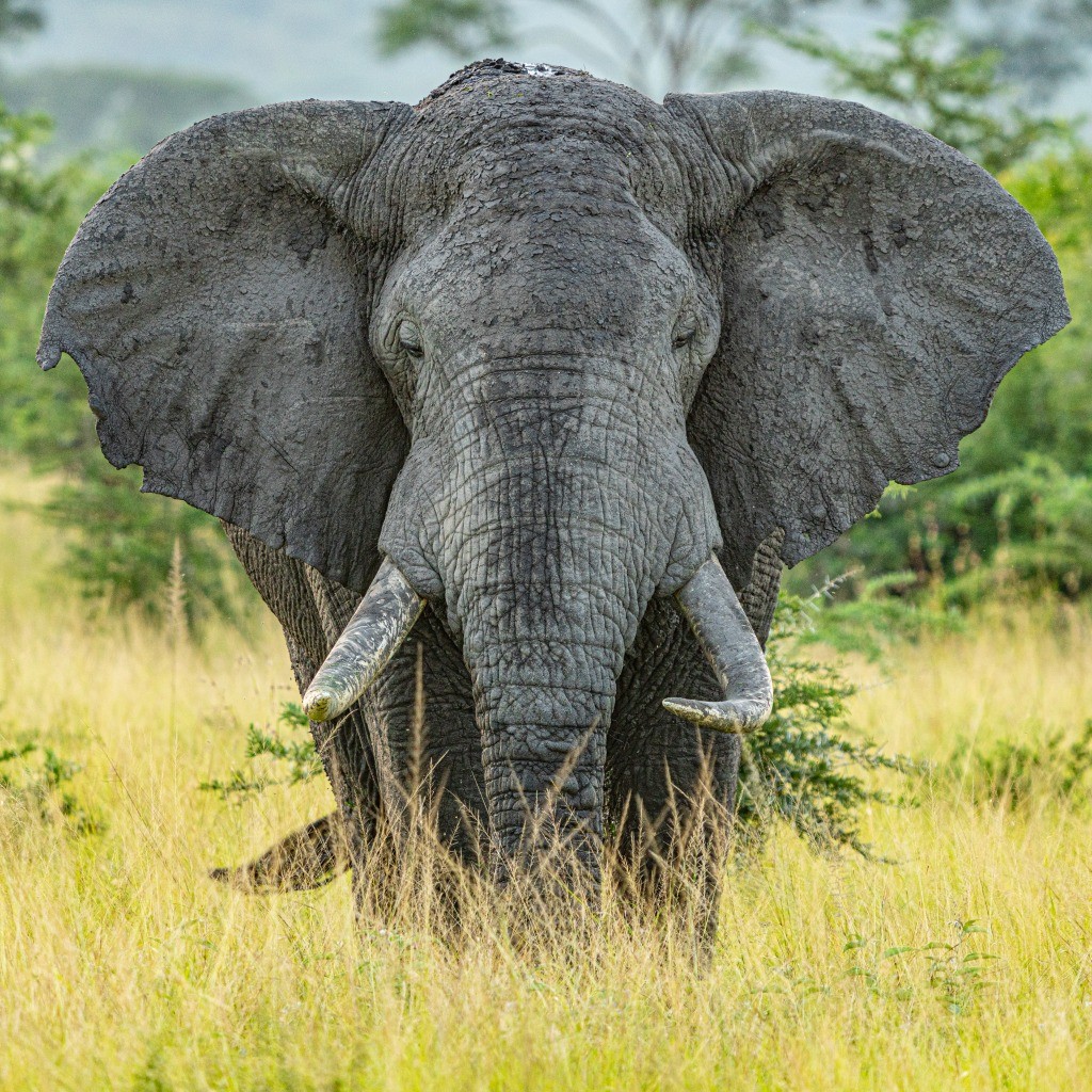 Uganda Queen Elizabeth Park Elephant