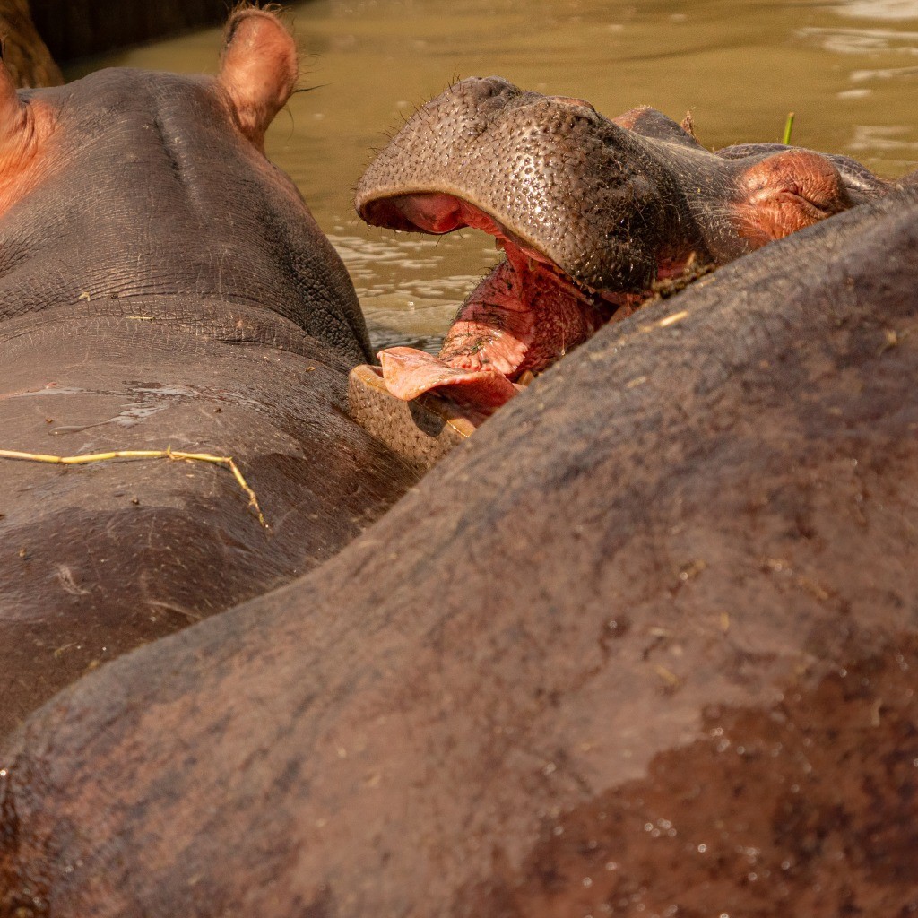 Uganda Queen Elizabeth Park Hippo
