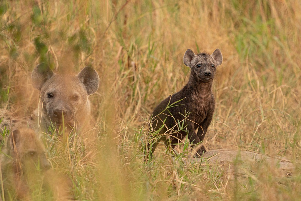 Uganda Queen Elizabeth Park Hyena