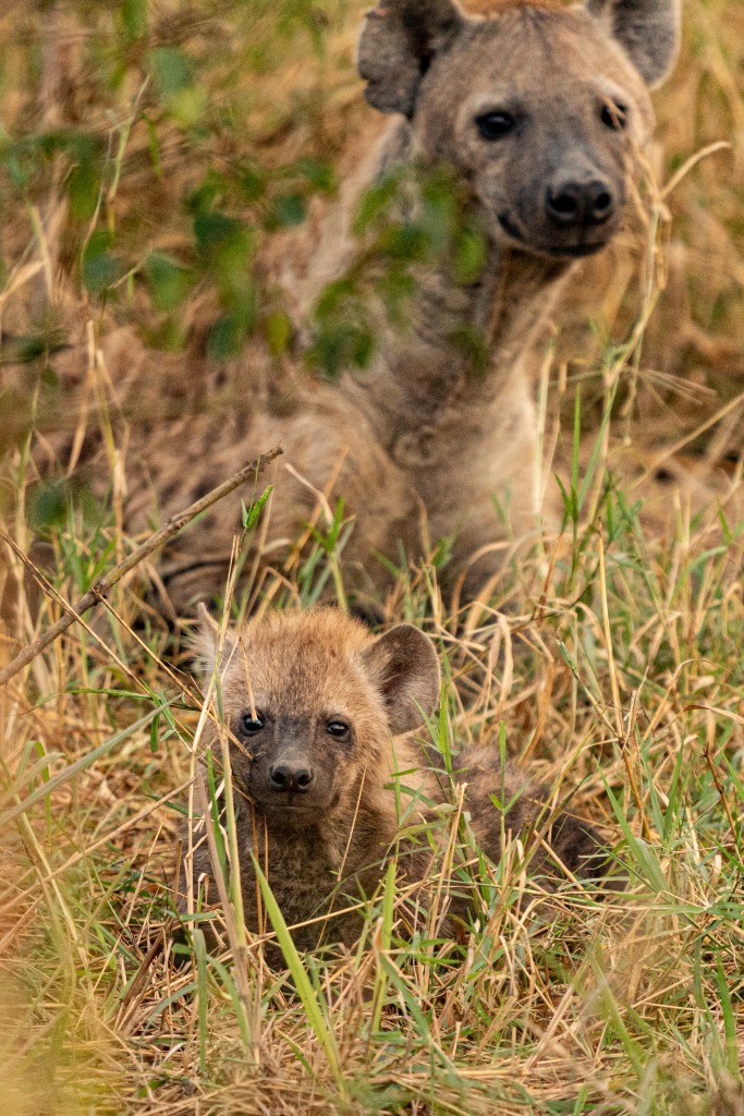 Uganda Queen Elizabeth Park Hyena