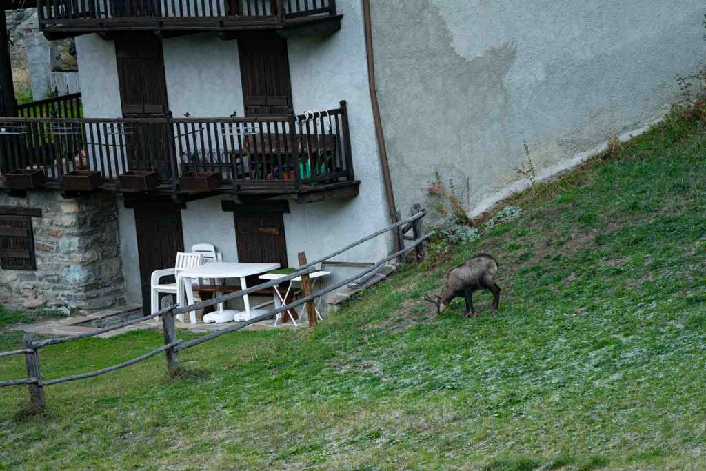 italian alps chamois valsavarenche