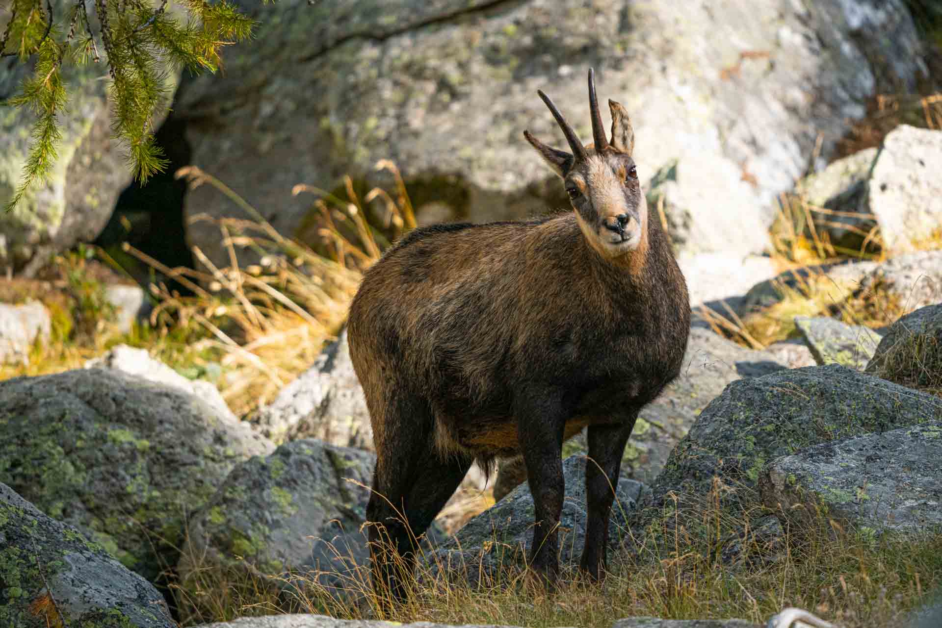 italian alps safari wildlife chamois - Enrico Pescantini Travel ...