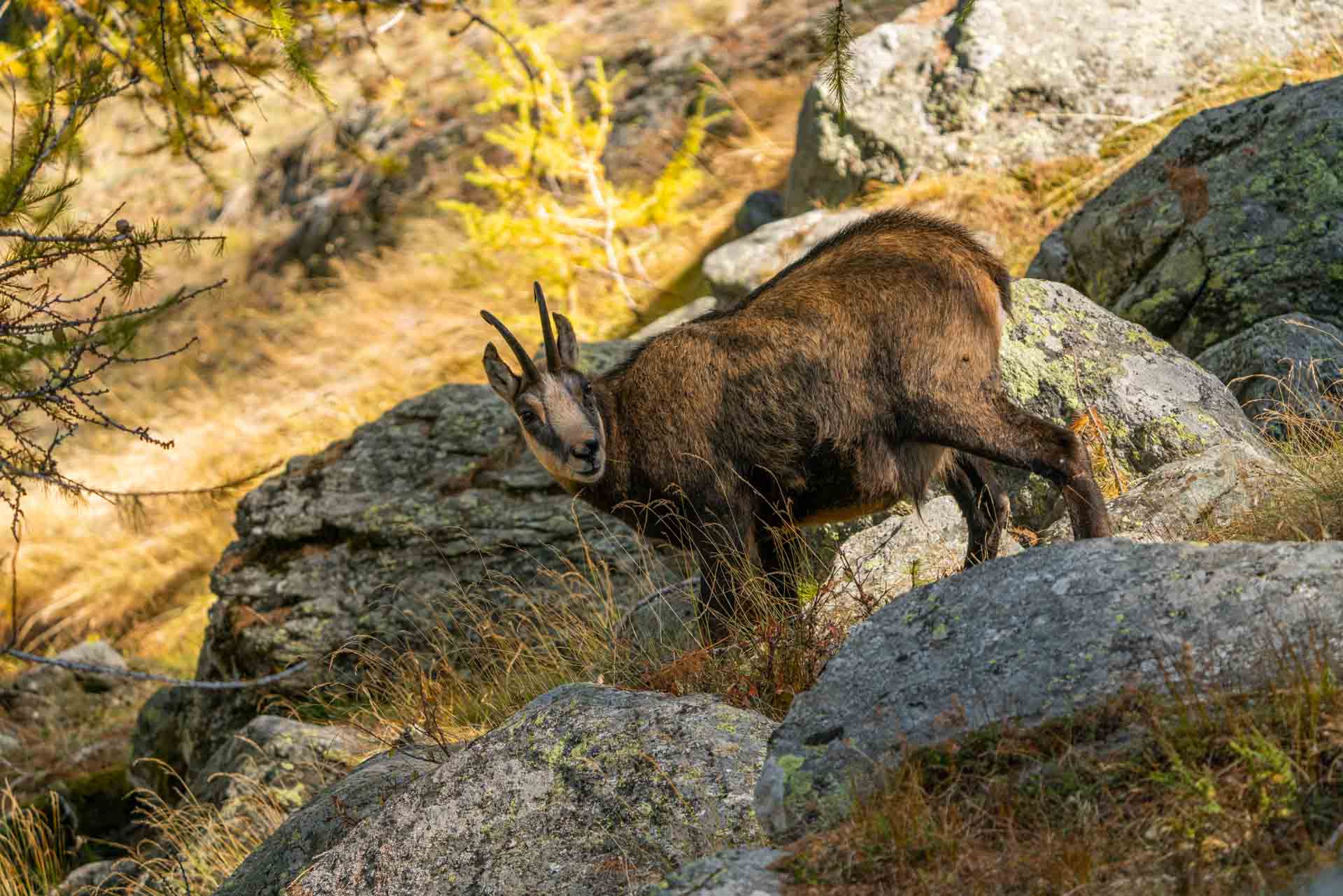 italian alps safari wildlife chamois