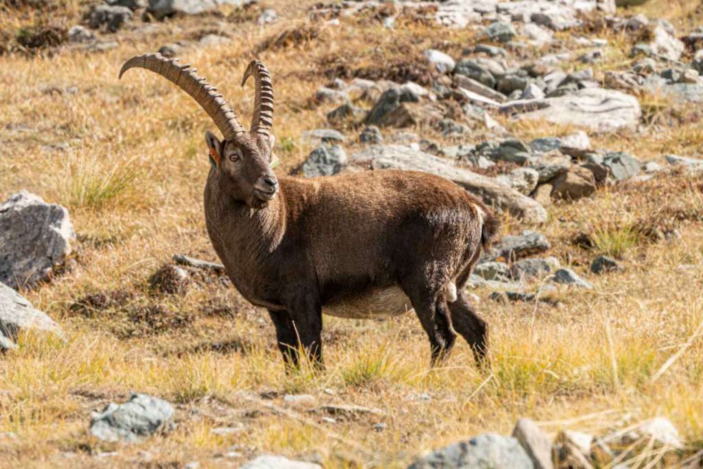 gran paradiso national park wildlife ibex