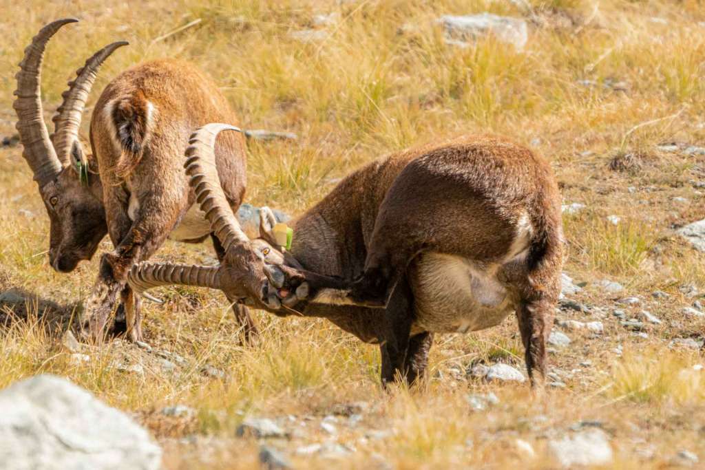 italian alps safari wildlife ibex