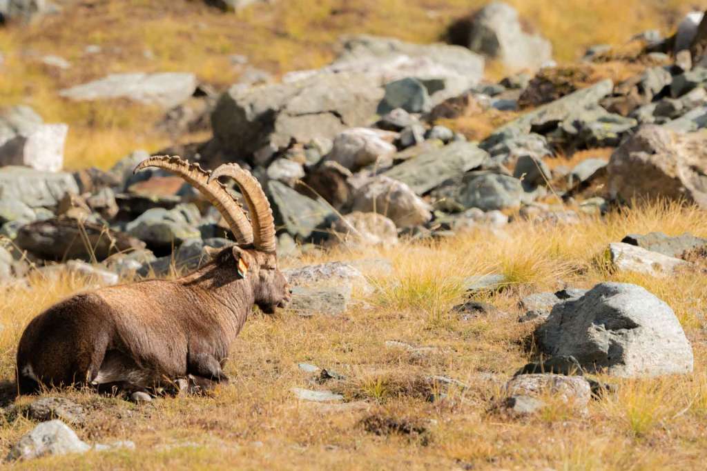 italian alps safari wildlife ibex