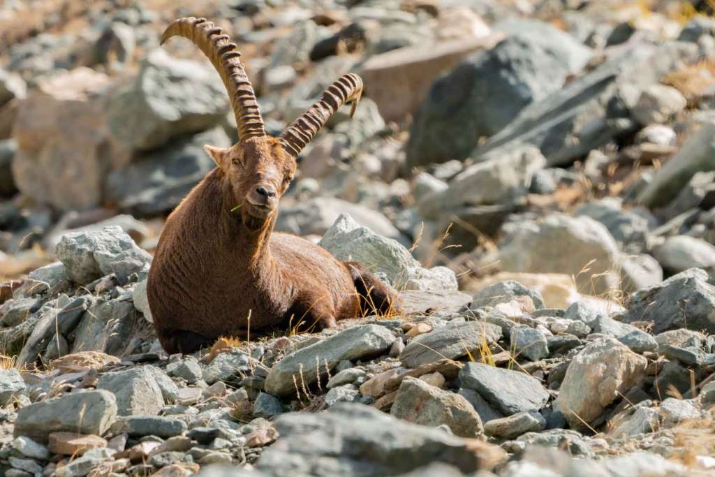 italian alps safari wildlife ibex