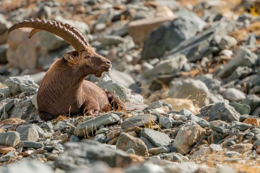 italian alps safari wildlife ibex