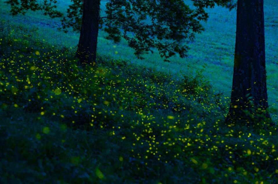 Shooting fireflies in a summer night
