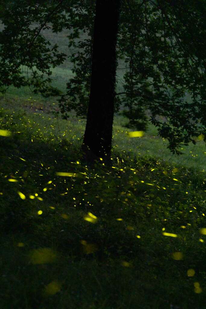 lucciole colli bolognesi firefly fireflies shooting photography 3