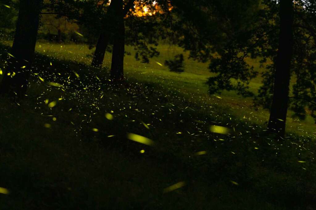 lucciole colli bolognesi firefly fireflies shooting photography 4